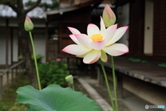 法金剛院６