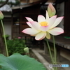 法金剛院６