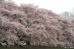 背割８