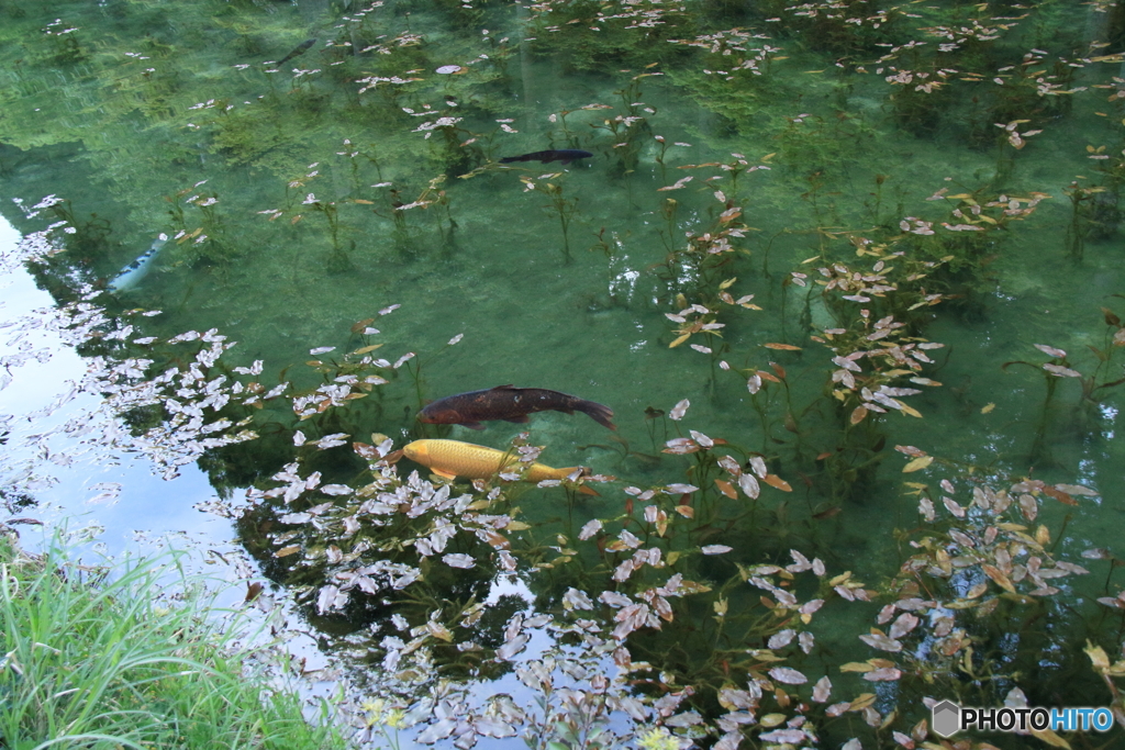 モネの池２