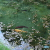 モネの池２