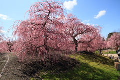 鈴鹿の森庭園３