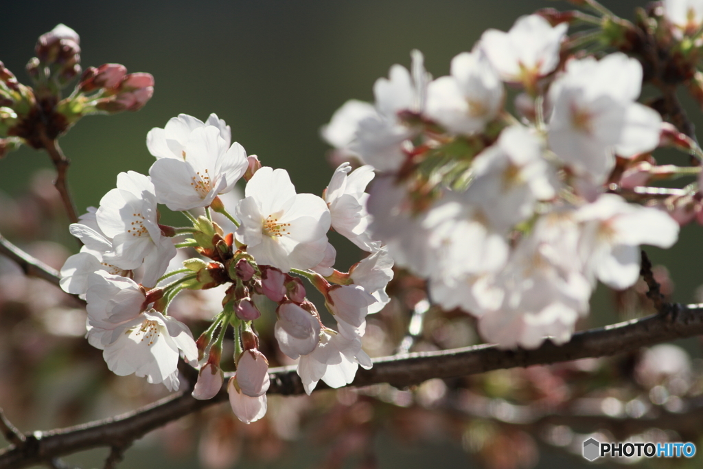 大阪城桜２