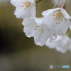 根来７