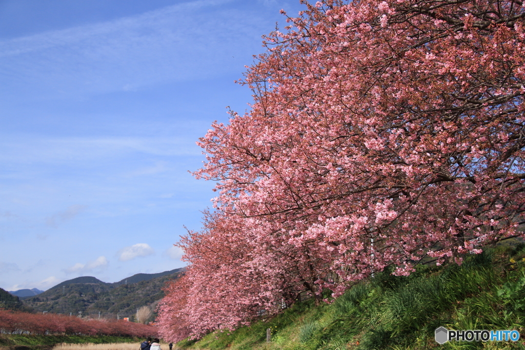 河津桜４