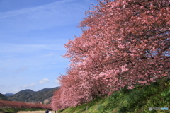 河津桜４
