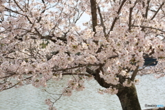 亀鶴公園の桜。