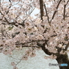 亀鶴公園の桜。