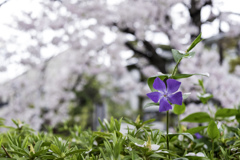 北沢緑道で花見１