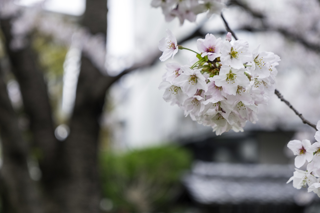 北沢緑道で花見２