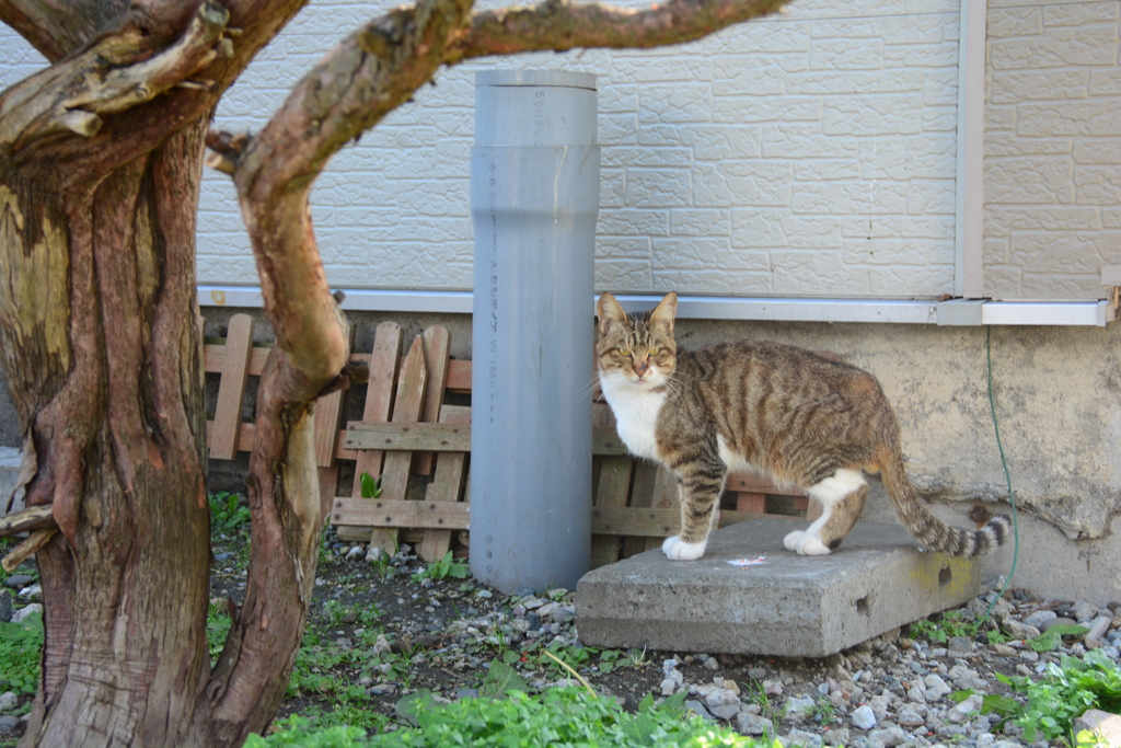 猫みっけ！