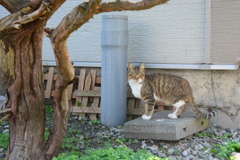 猫みっけ！