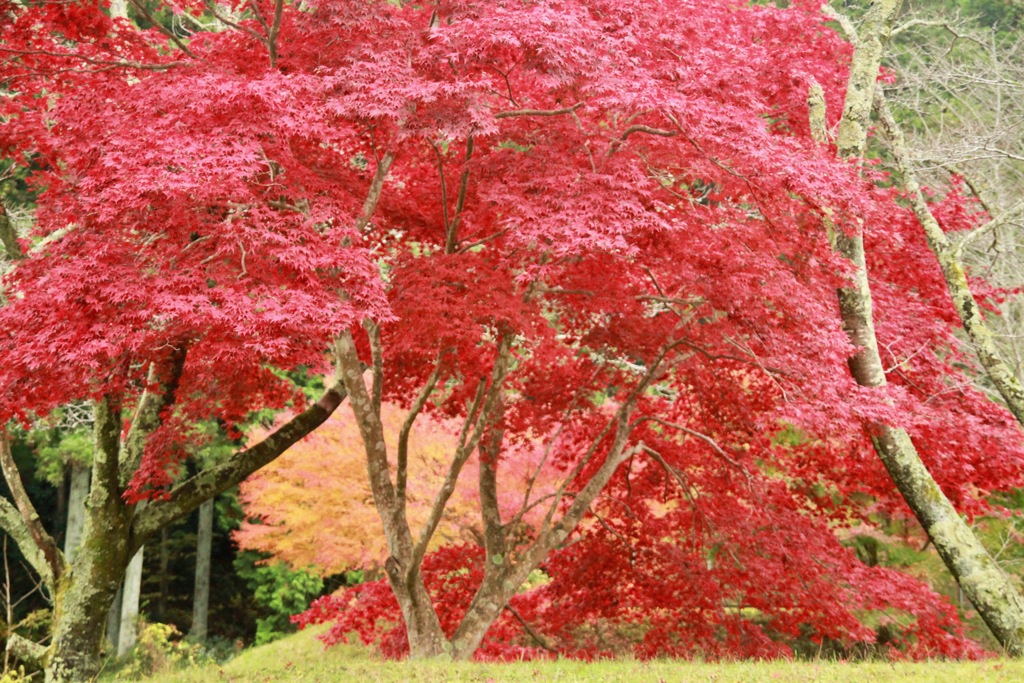 道端の紅葉