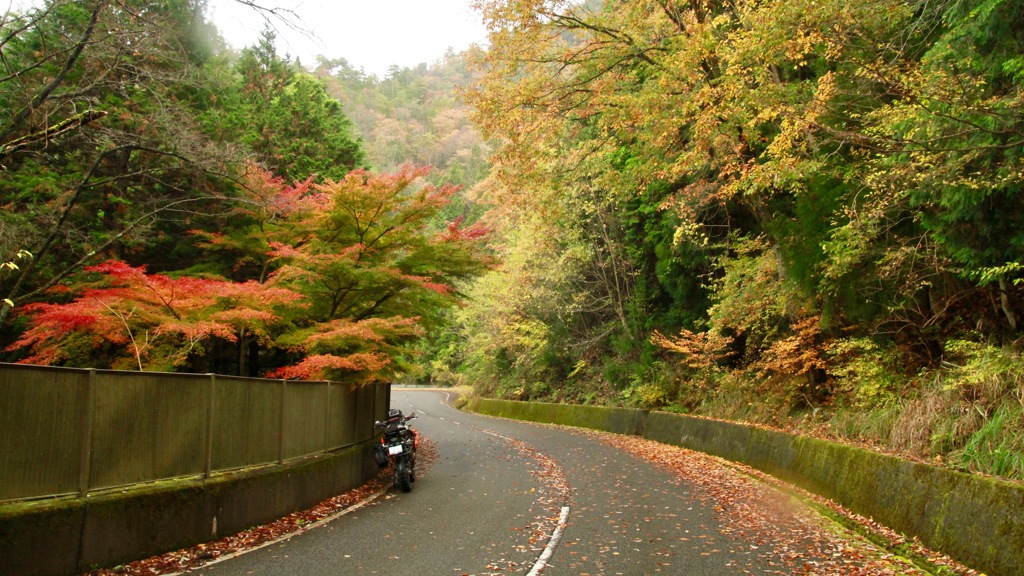 紅葉（11/2016)