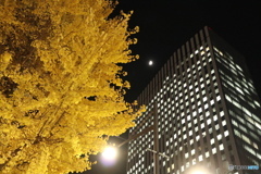 銀座のイチョウ
