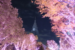 新宿の冬桜