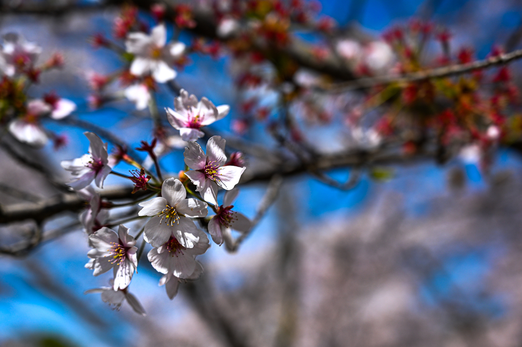 桜の花びら