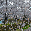 桜吹雪