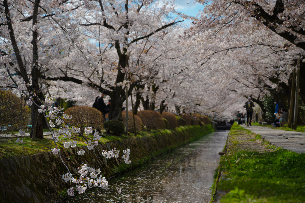 桜並木と川