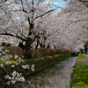 桜並木と川