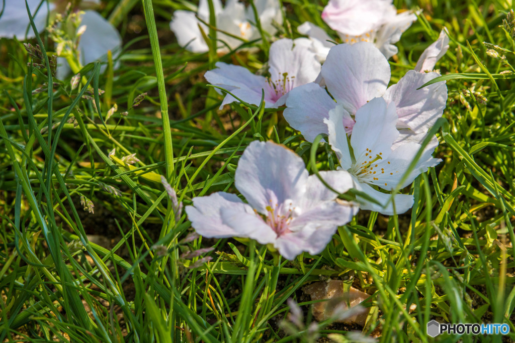 落桜
