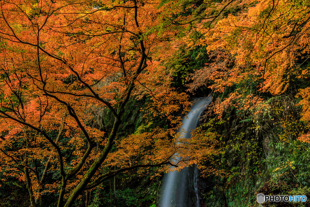 紅葉と養老の滝