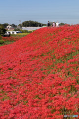 矢勝川の彼岸花