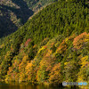 板取川の紅葉