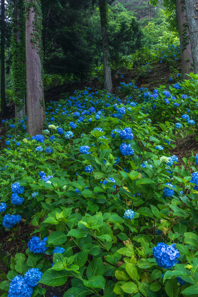 杉林の紫陽花