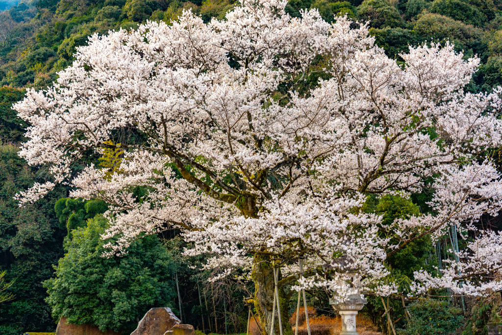 鵜飼桜