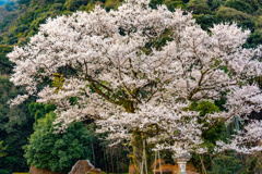 鵜飼桜