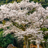 鵜飼桜