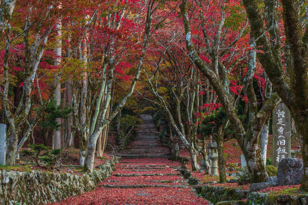 早朝の鶏足寺 横構図