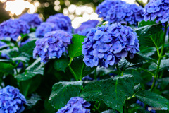 早朝の紫陽花