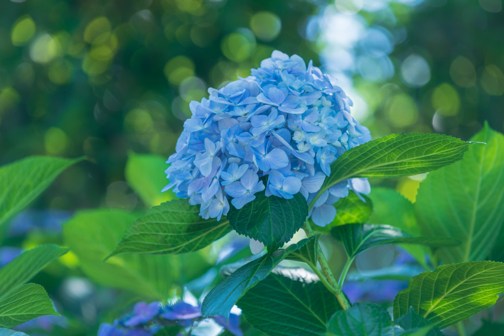 木漏れ日の紫陽花