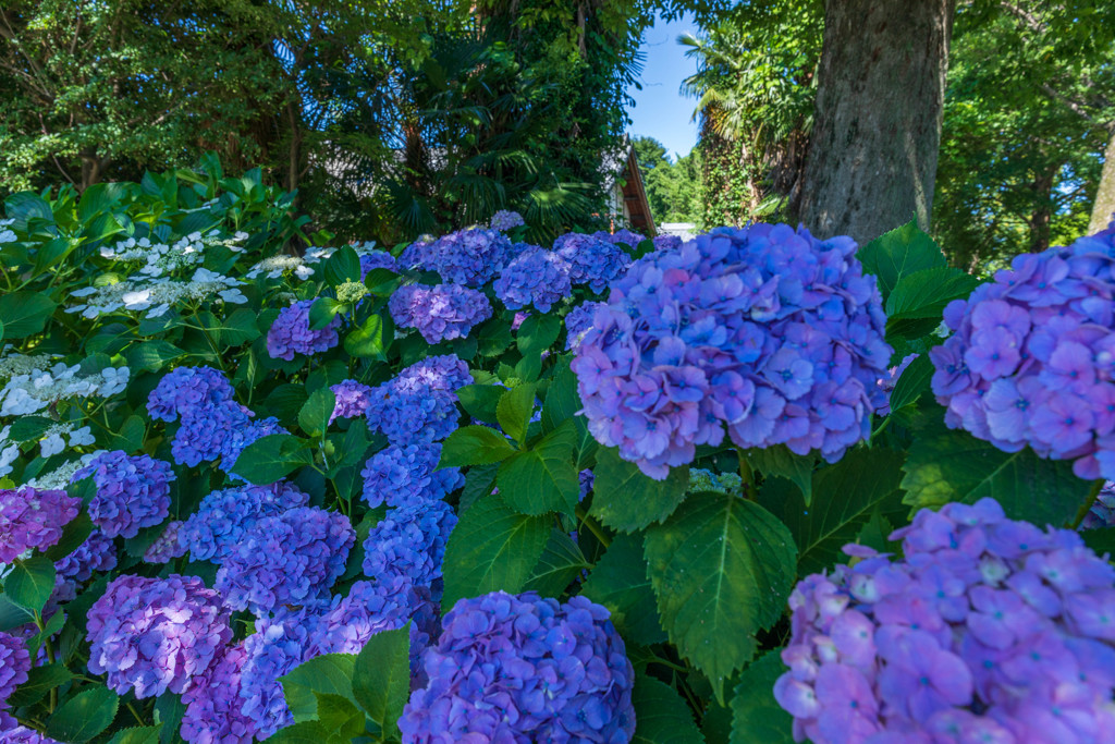 晴天の紫陽花