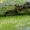 醒井宿の梅花藻全景