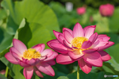 愛西市森川花ハスにて
