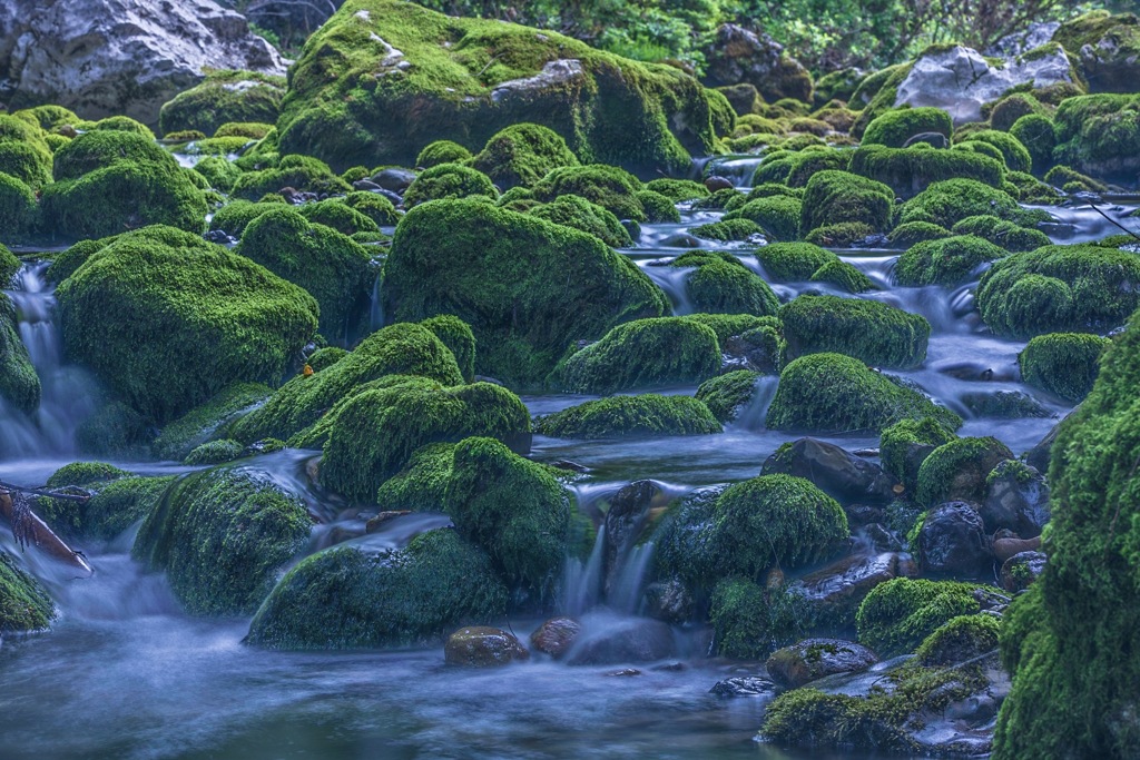 苔むす川