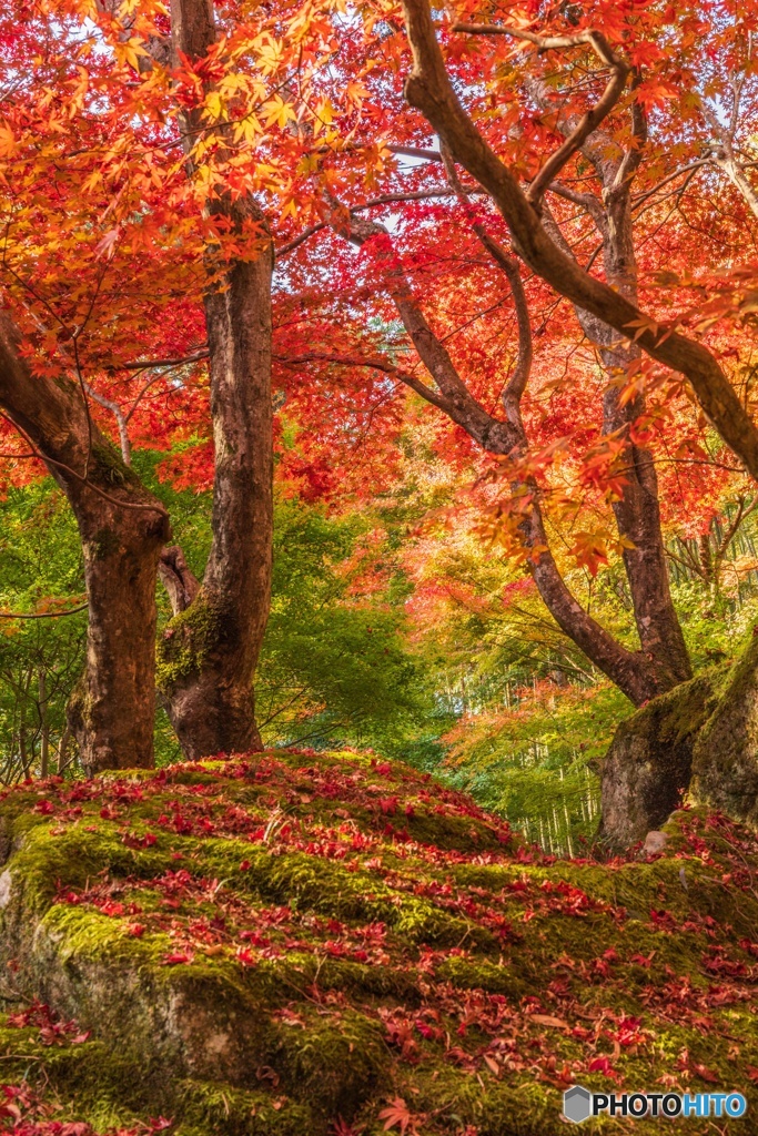 晩秋の紅葉