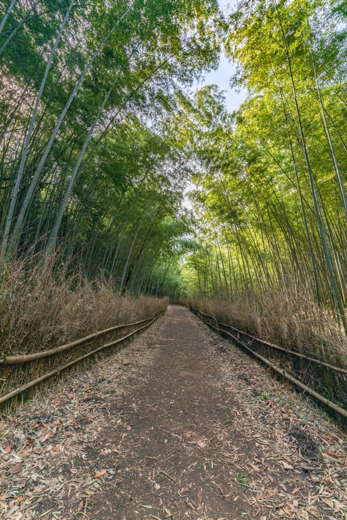 竹林の小径