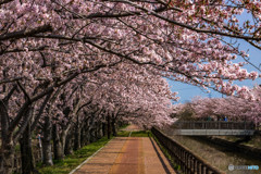 稲沢市桜ネックレスにて