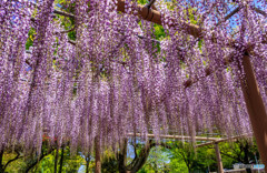 津島市天王寺公園藤祭り