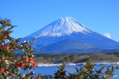 寒椿と富士山