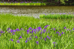 小堤西池のカキツバタ群生群