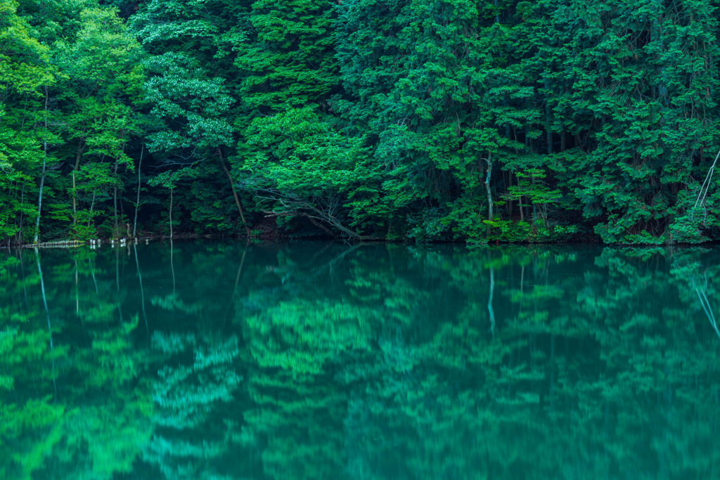 新緑の池