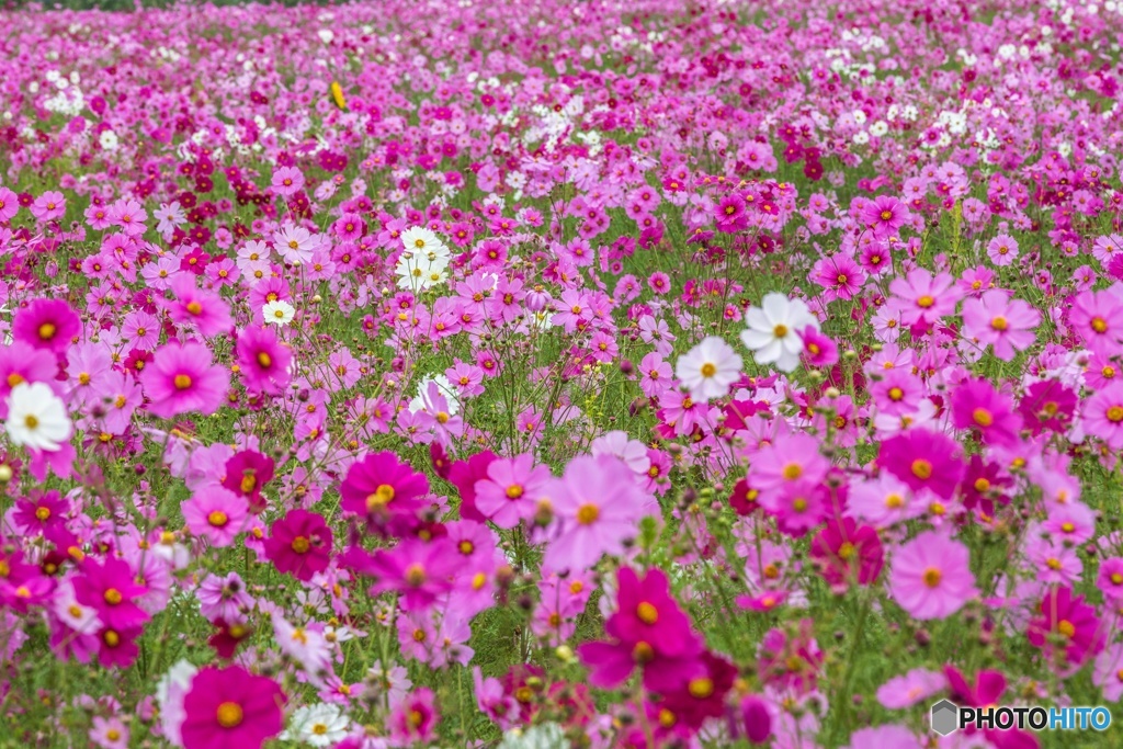 秋桜の花畑