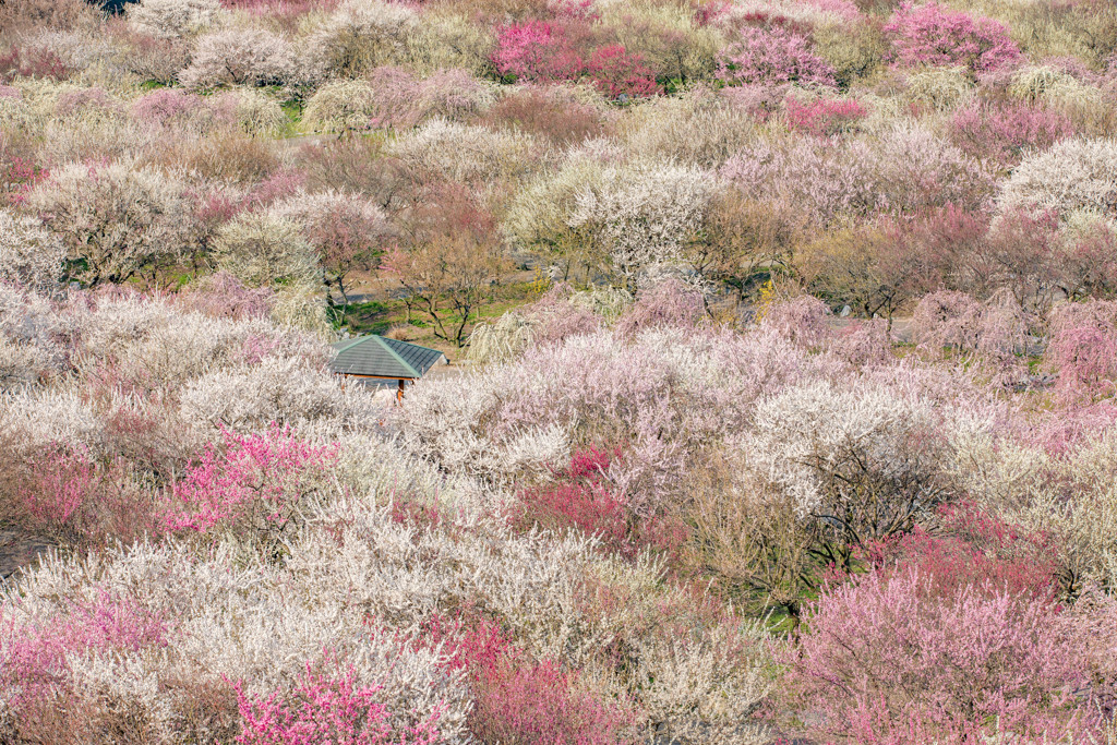 いなべ市梅林公園