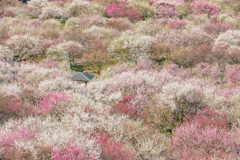 いなべ市梅林公園