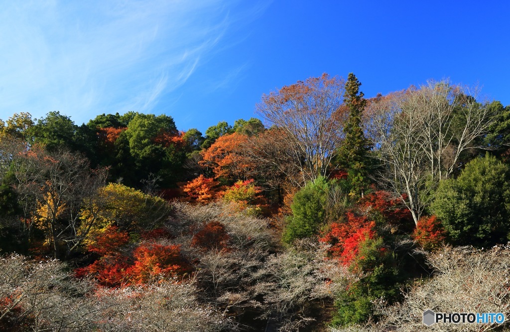 四季桜と紅葉